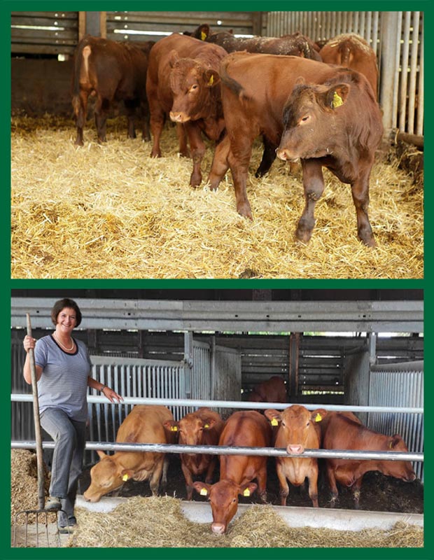 Garten--und-Terassenneugestaltung